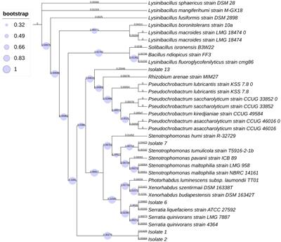 Identification and environment-friendly biocontrol potential of five different bacteria against Aphis punicae and Aphis illinoisensis (Hemiptera: Aphididae)